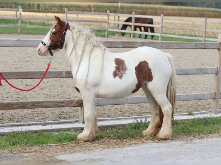 Tinker Merrie 7 Jaar 127 cm Gevlekt-paard in Bogaarden