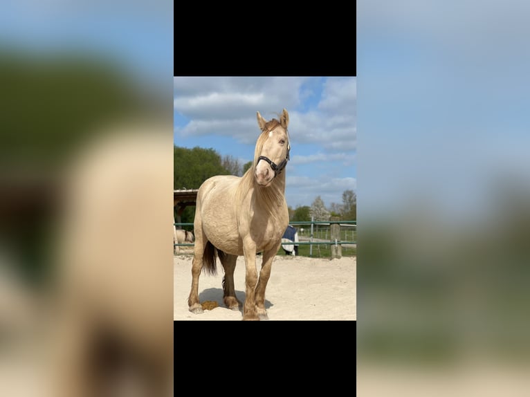 Tinker Merrie 7 Jaar 128 cm Champagne in Issum