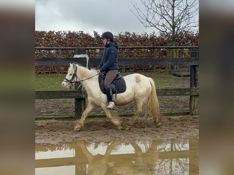 Tinker Merrie 7 Jaar 128 cm  in Daleiden