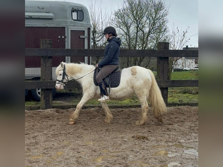 Tinker Merrie 7 Jaar 128 cm  in Daleiden