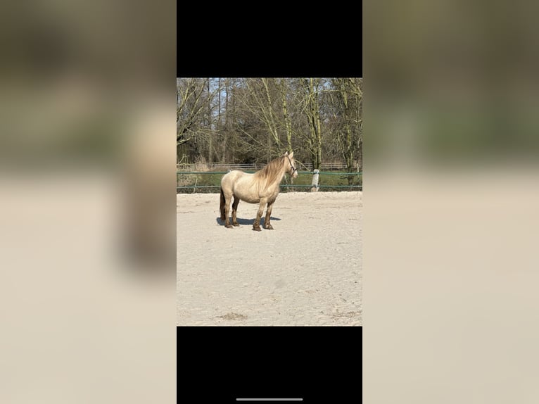 Tinker Merrie 7 Jaar 129 cm Champagne in Issum