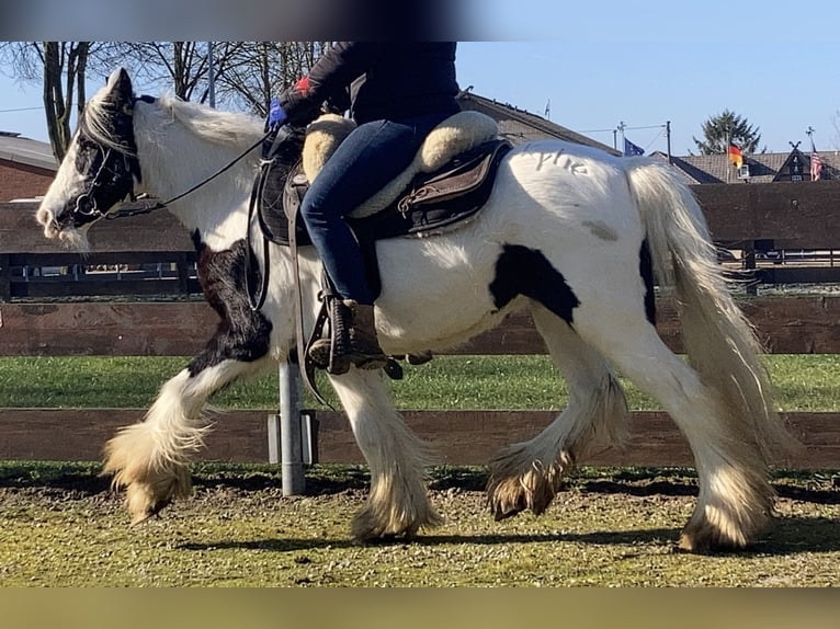 Tinker Merrie 7 Jaar 130 cm Gevlekt-paard in Lathen