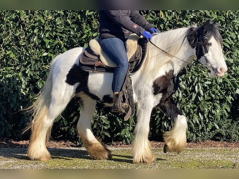 Tinker Merrie 7 Jaar 130 cm Gevlekt-paard in Lathen