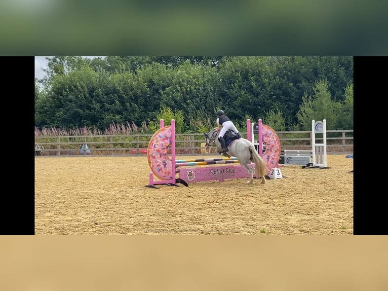 Tinker Merrie 7 Jaar 132 cm Roan-Blue in West Kingsdown