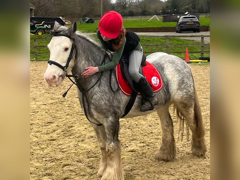 Tinker Merrie 7 Jaar 132 cm Roan-Blue in West Kingsdown