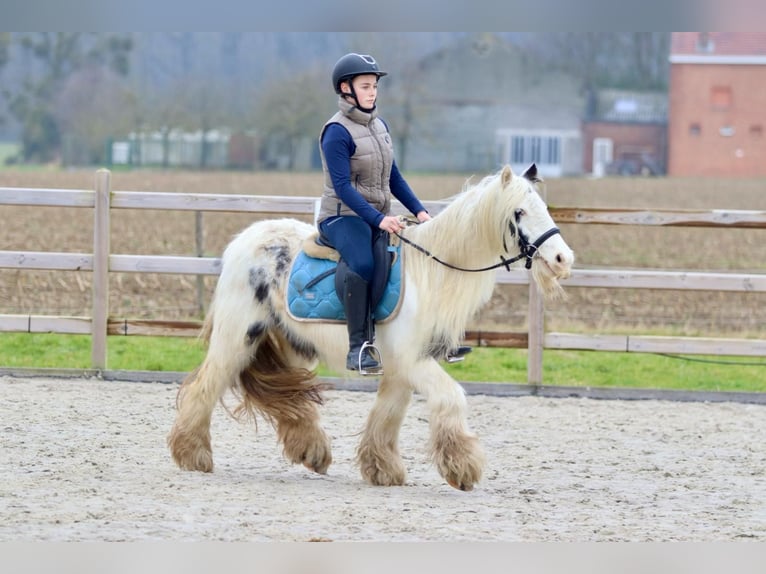 Tinker Merrie 7 Jaar 135 cm Gevlekt-paard in Bogaarden