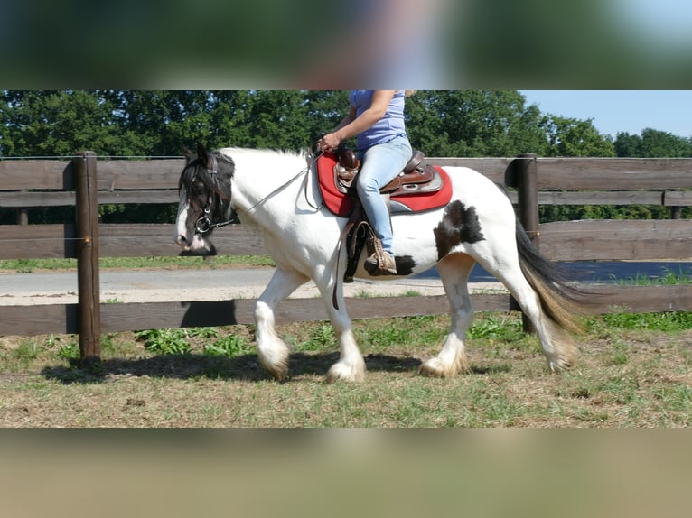 Tinker Merrie 7 Jaar 136 cm Gevlekt-paard in Lathen