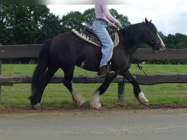 Tinker Merrie 7 Jaar 136 cm Zwart in Lathen