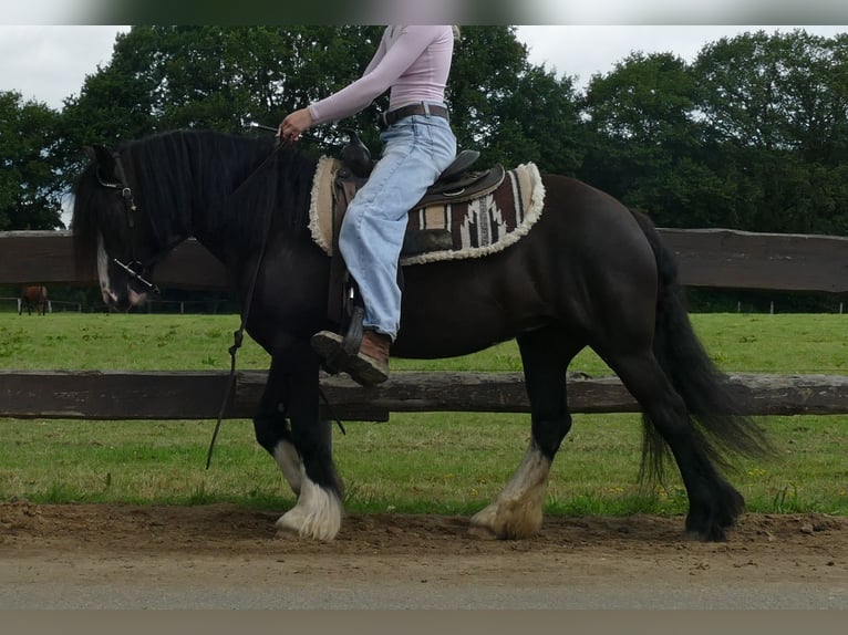 Tinker Merrie 7 Jaar 136 cm Zwart in Lathen