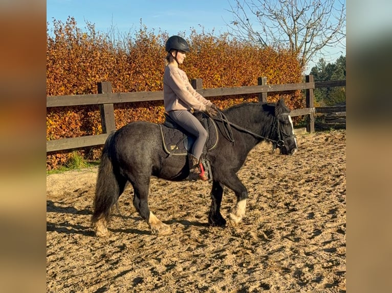 Tinker Merrie 7 Jaar 137 cm Zwart in Daleiden