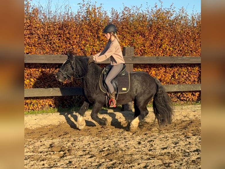 Tinker Merrie 7 Jaar 137 cm Zwart in Daleiden