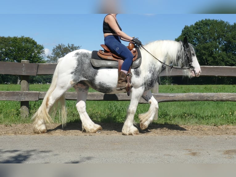 Tinker Merrie 7 Jaar 138 cm Gevlekt-paard in Lathen