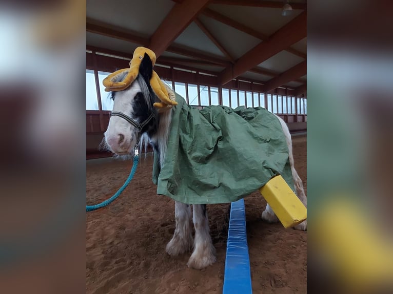 Tinker Merrie 7 Jaar 142 cm Gevlekt-paard in Achstetten