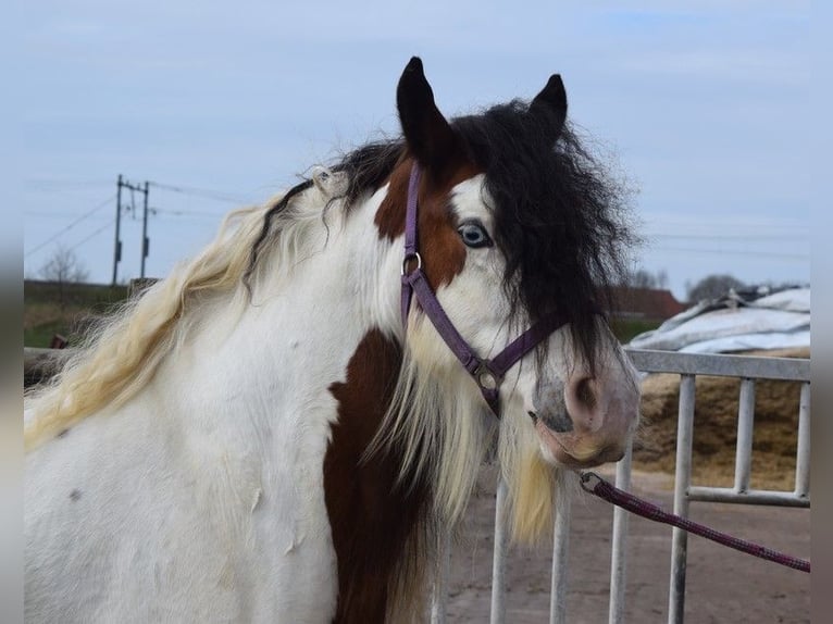 Tinker Merrie 7 Jaar 142 cm Pearl in Oldeholtwolde
