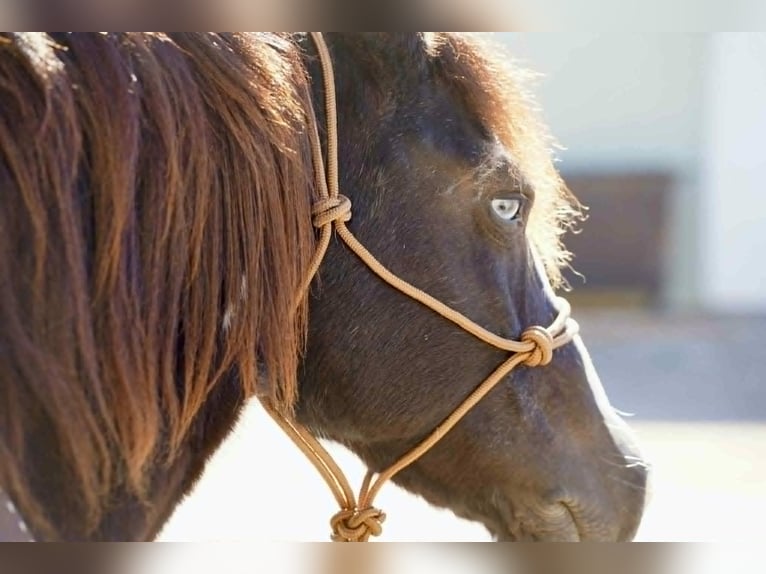 Tinker Merrie 7 Jaar 142 cm Tobiano-alle-kleuren in Houston