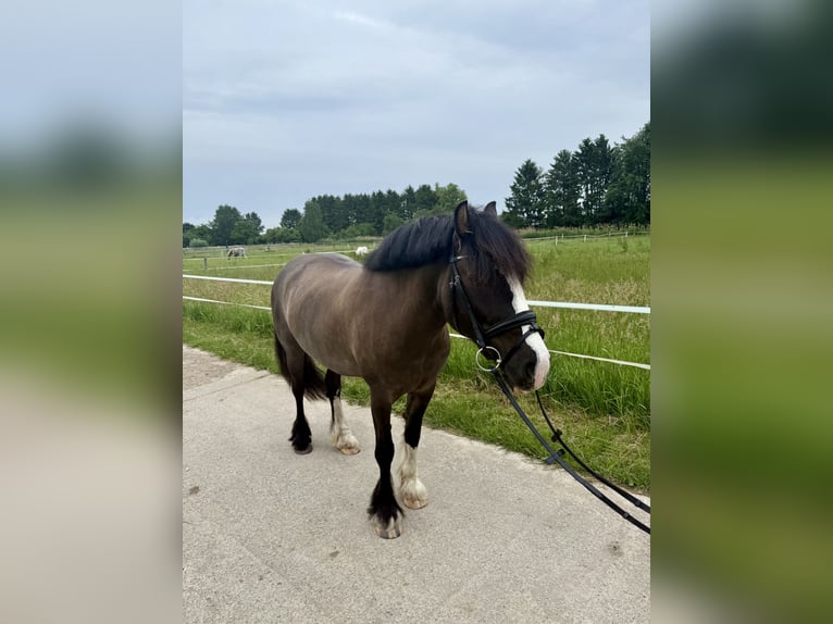 Tinker Merrie 7 Jaar 145 cm Grullo in Seevetal