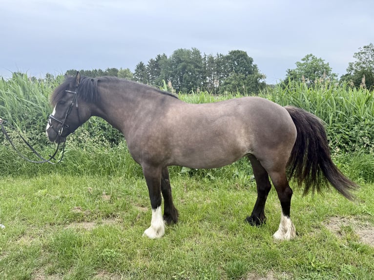 Tinker Merrie 7 Jaar 145 cm Grullo in Seevetal