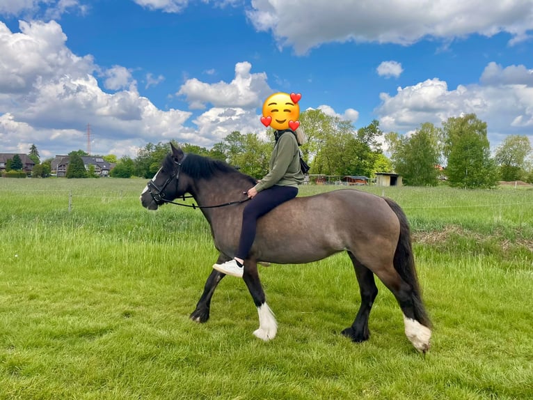 Tinker Merrie 7 Jaar 145 cm Grullo in Seevetal