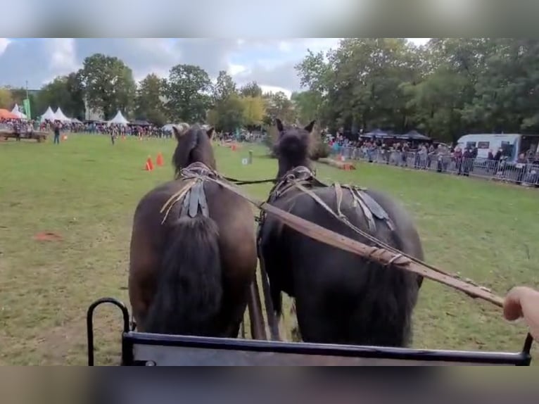 Tinker Mix Merrie 7 Jaar 148 cm Zwart in Heiligengrabe