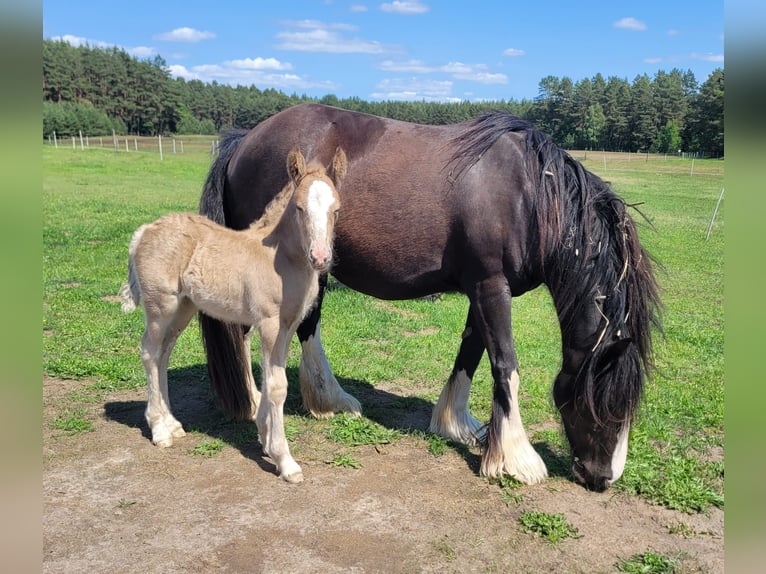 Tinker Mix Merrie 7 Jaar 148 cm Zwart in Heiligengrabe