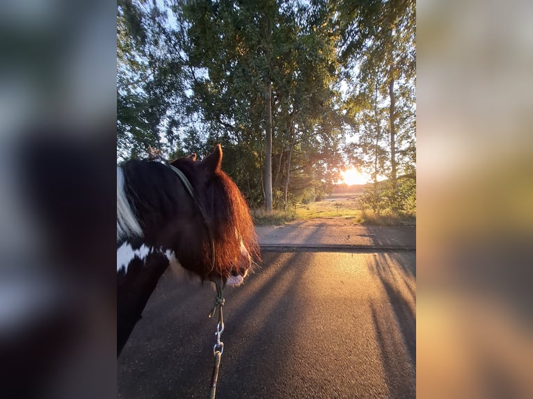 Tinker Merrie 7 Jaar 150 cm Gevlekt-paard in Vastorf