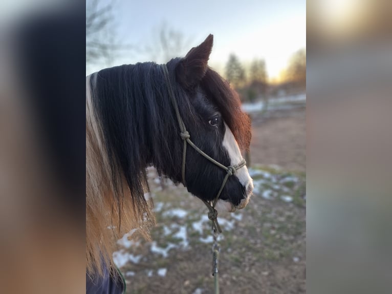 Tinker Merrie 7 Jaar 150 cm Gevlekt-paard in Vastorf