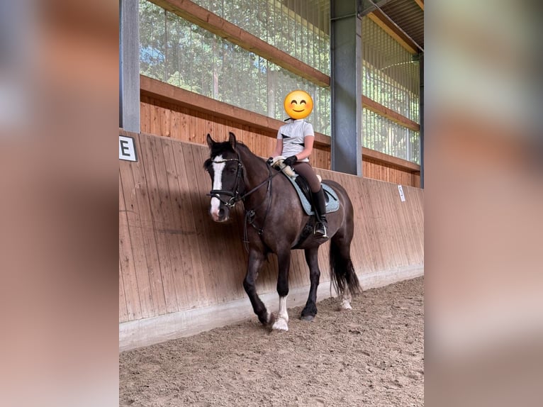 Tinker Merrie 7 Jaar 150 cm Grullo in Soltau