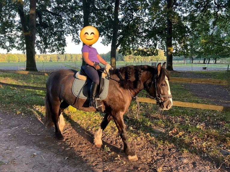 Tinker Merrie 7 Jaar 150 cm Grullo in Soltau