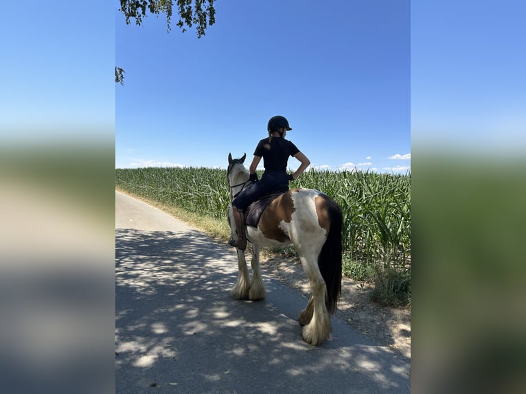 Tinker Merrie 7 Jaar 152 cm Gevlekt-paard in AchstettenAchstetten
