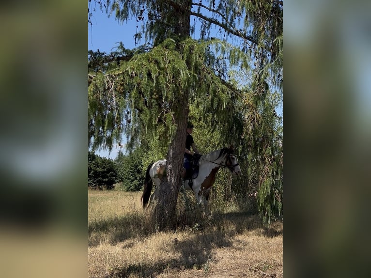 Tinker Merrie 7 Jaar 152 cm Gevlekt-paard in AchstettenAchstetten