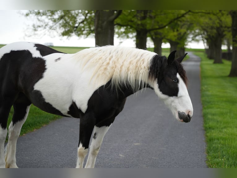 Tinker Mix Merrie 7 Jaar 152 cm Gevlekt-paard in Lancaster