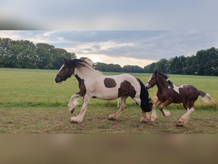 Tinker Merrie 7 Jaar 154 cm Gevlekt-paard in Nordhausen