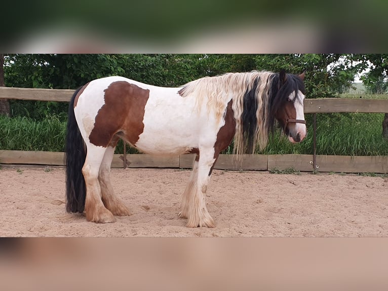 Tinker Merrie 7 Jaar 154 cm Gevlekt-paard in Nordhausen