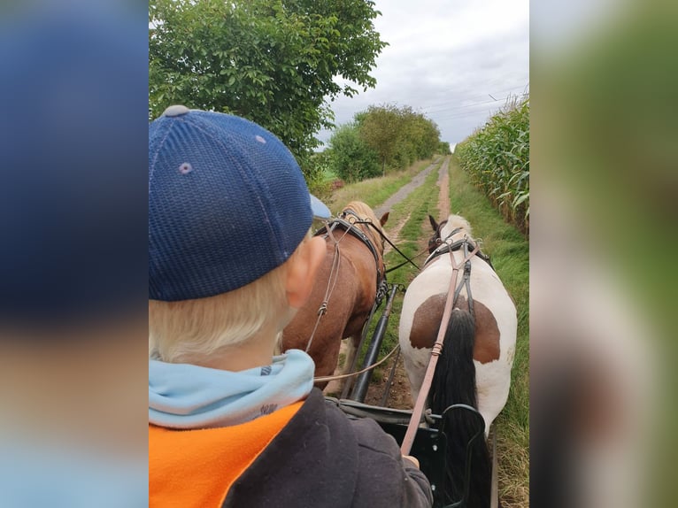 Tinker Merrie 7 Jaar 154 cm Gevlekt-paard in Nordhausen