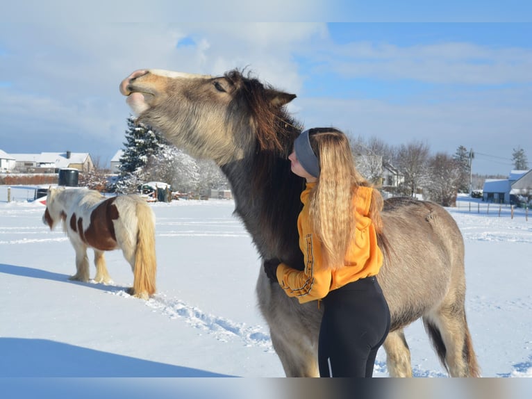 Tinker Merrie 7 Jaar 155 cm Falbe in Virton