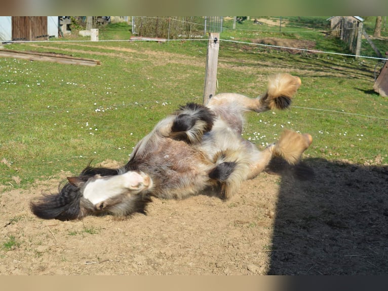 Tinker Merrie 7 Jaar 155 cm Falbe in Virton