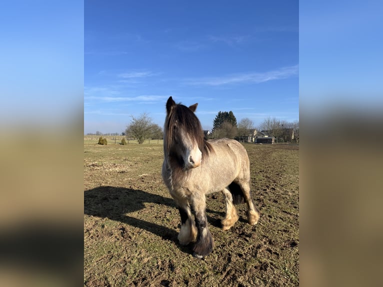 Tinker Merrie 7 Jaar 155 cm Falbe in Virton