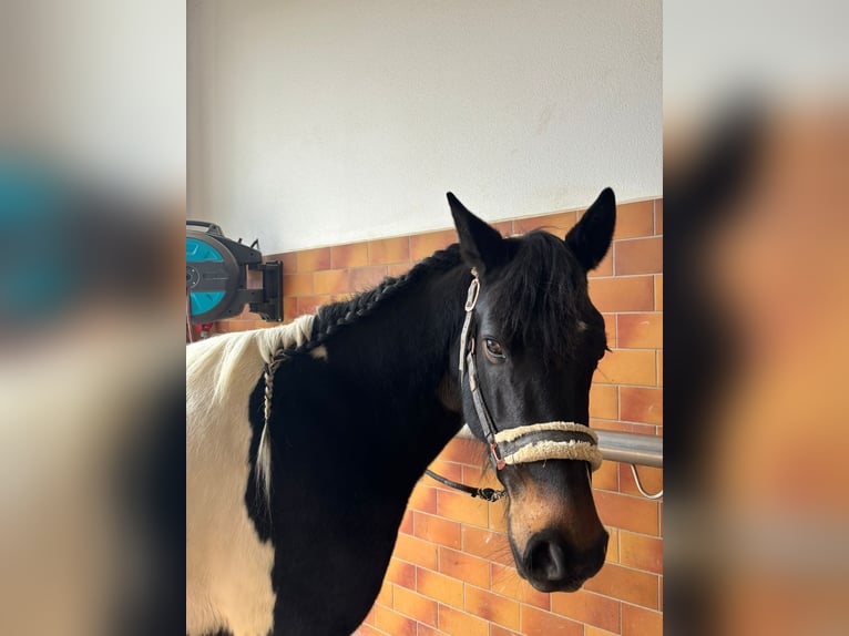 Tinker Merrie 7 Jaar 155 cm Gevlekt-paard in Neureichenau