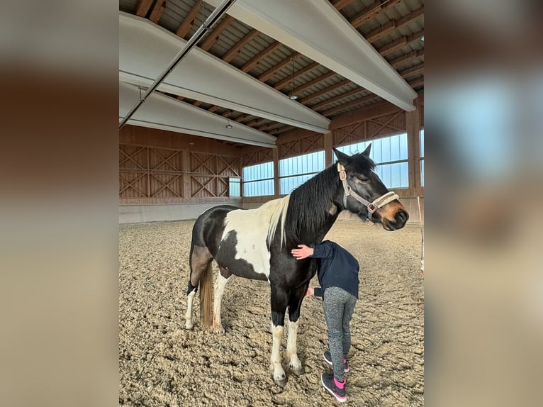Tinker Merrie 7 Jaar 155 cm Gevlekt-paard in Neureichenau