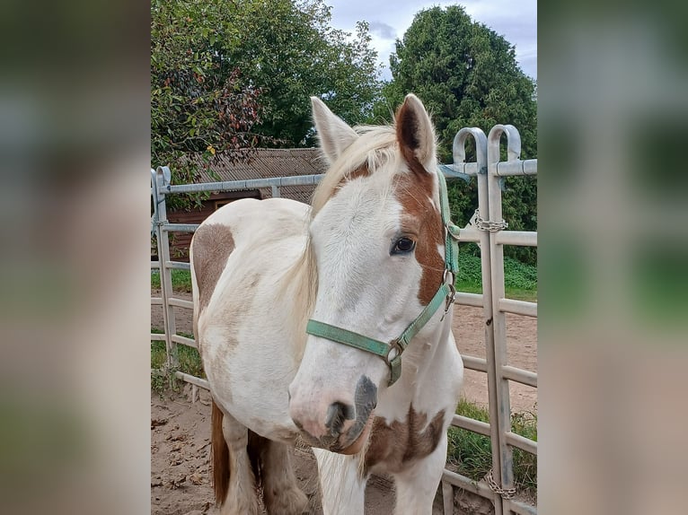 Tinker Merrie 7 Jaar 155 cm Vos in Klecza Wlen