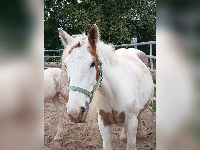 Tinker Merrie 7 Jaar 155 cm Vos in Klecza Wlen