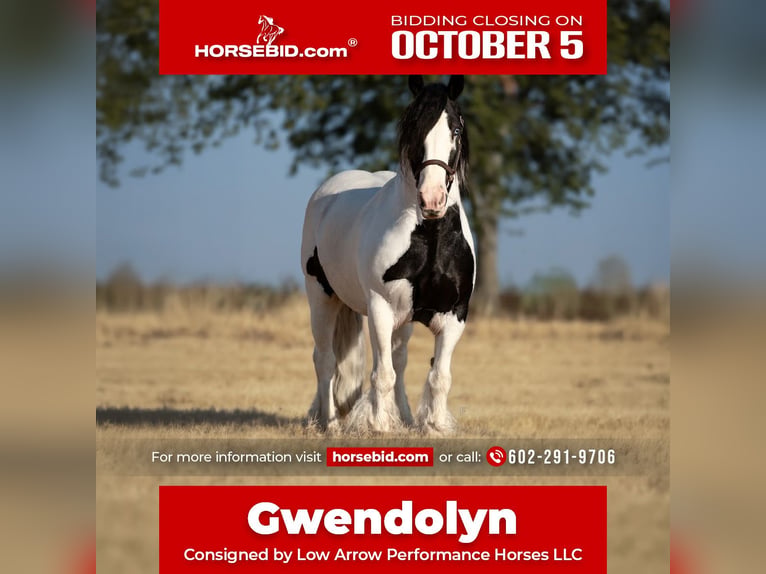 Tinker Merrie 7 Jaar Gevlekt-paard in Stephenville