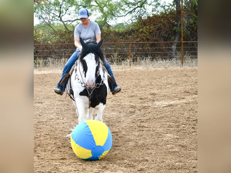 Tinker Merrie 7 Jaar Gevlekt-paard in Stephenville