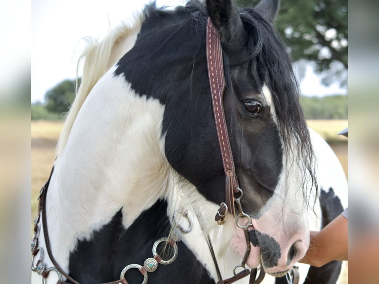 Tinker Merrie 7 Jaar Gevlekt-paard in Stephenville