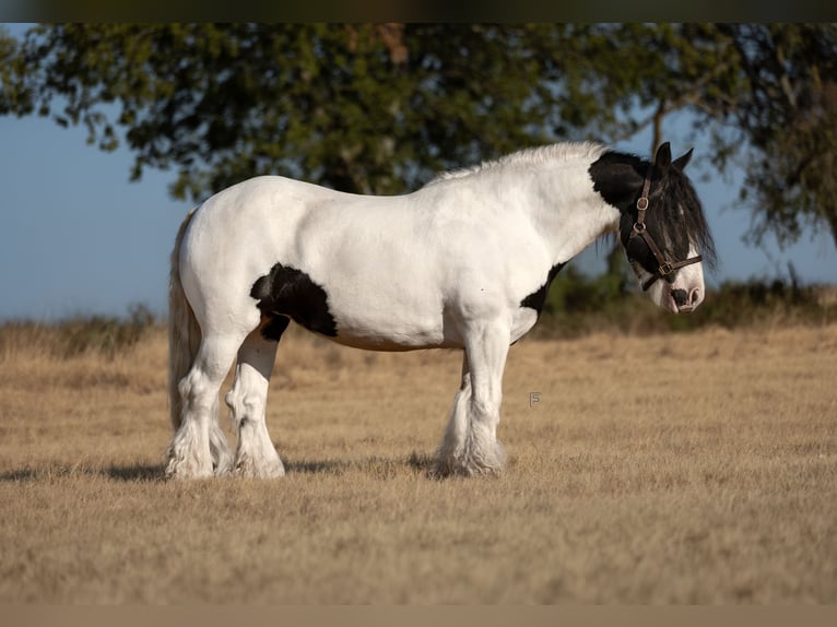 Tinker Merrie 7 Jaar Gevlekt-paard in Stephenville