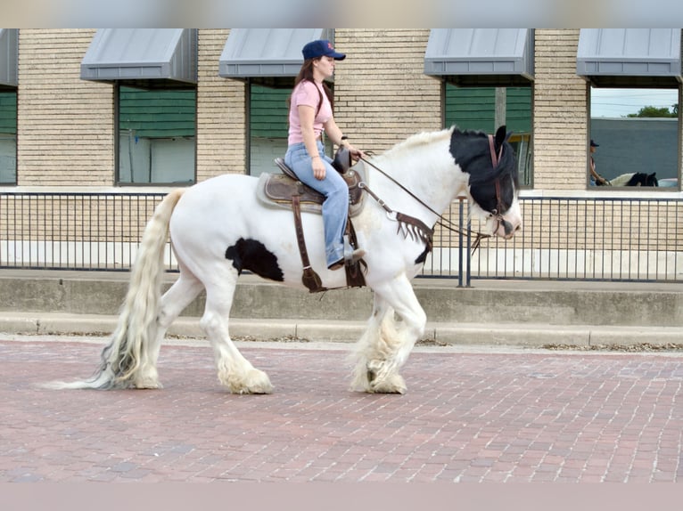Tinker Merrie 7 Jaar Gevlekt-paard in Stephenville