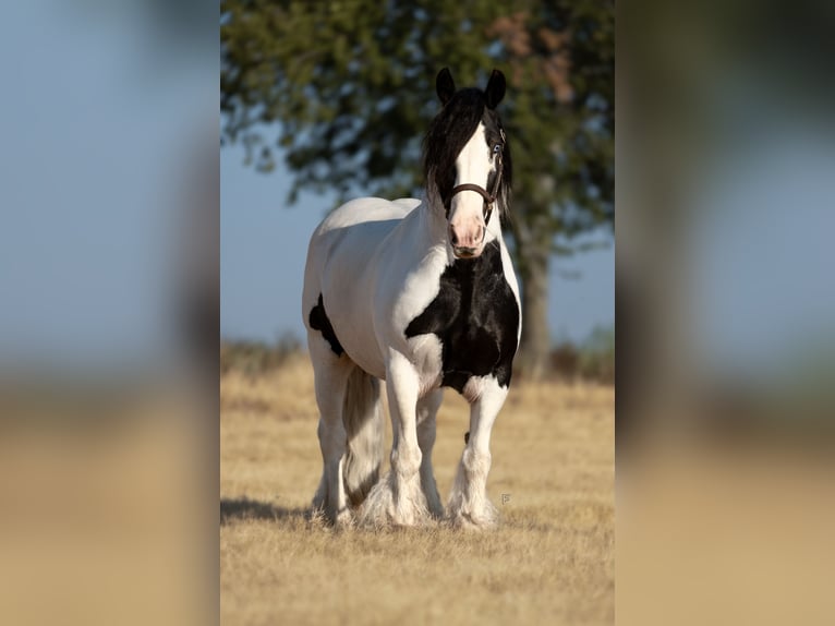 Tinker Merrie 7 Jaar Gevlekt-paard in Stephenville