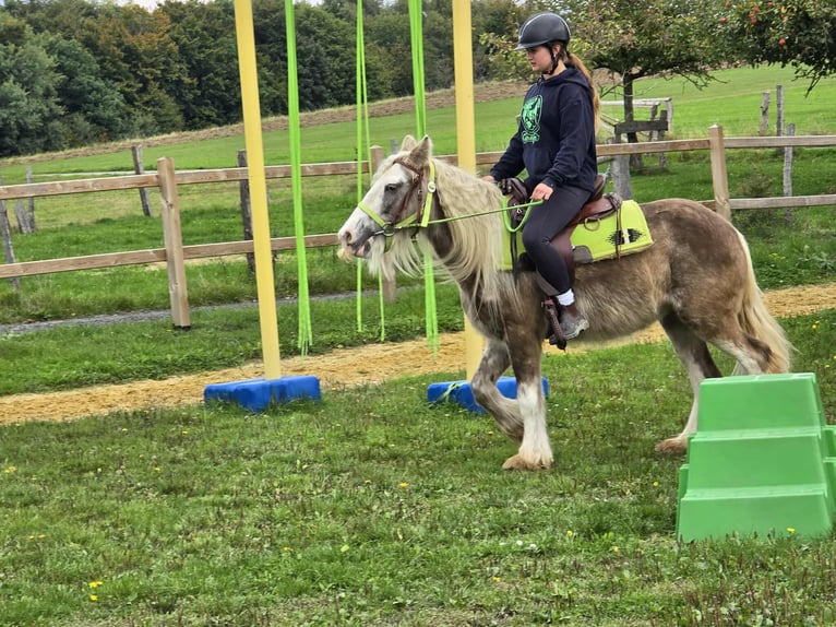 Tinker Merrie 7 Jaar Palomino in Linkenbach