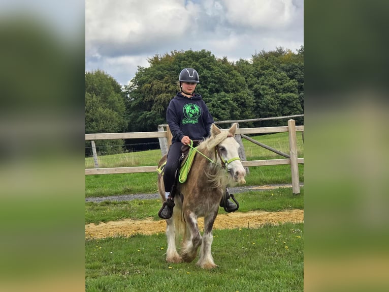 Tinker Merrie 7 Jaar Palomino in Linkenbach