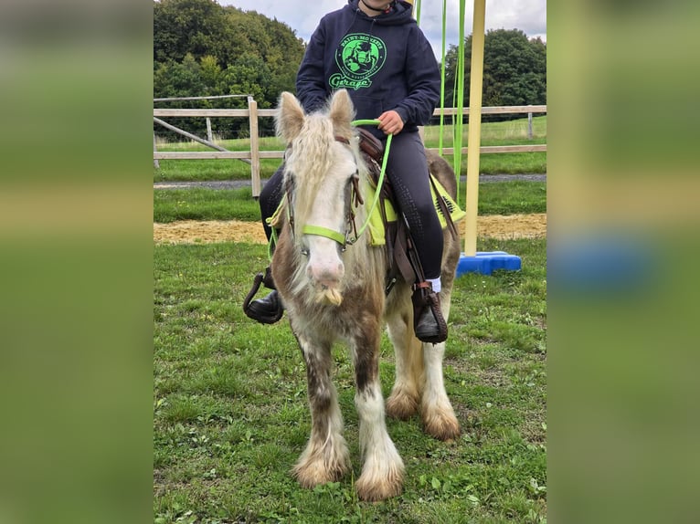 Tinker Merrie 7 Jaar Palomino in Linkenbach